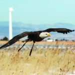 NREL selects project to address challenges of wind-wildlife